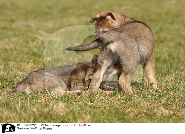 Saarloos Wolfdog Puppy / JH-05751