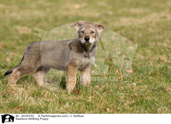 Saarloos Wolfdog Puppy / JH-05752