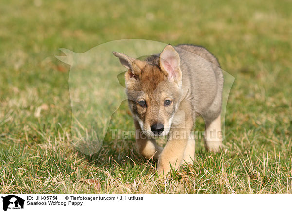 Saarloos Wolfdog Puppy / JH-05754
