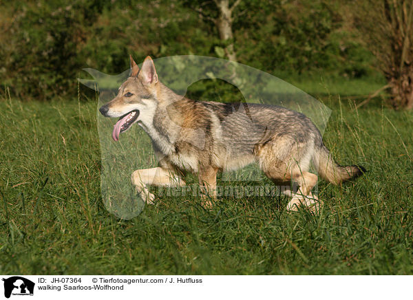 walking Saarloos-Wolfhond / JH-07364