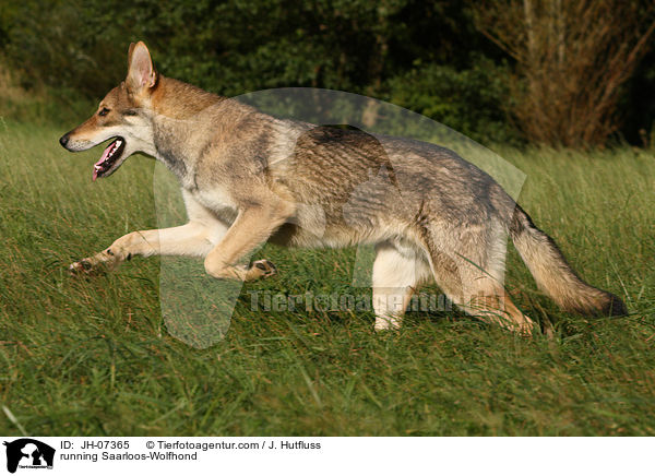 running Saarloos-Wolfhond / JH-07365