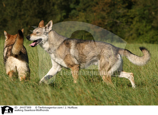 walking Saarloos-Wolfhonds / JH-07369