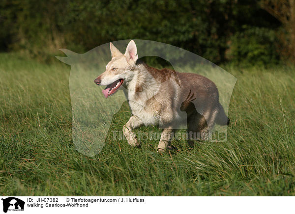 walking Saarloos-Wolfhond / JH-07382