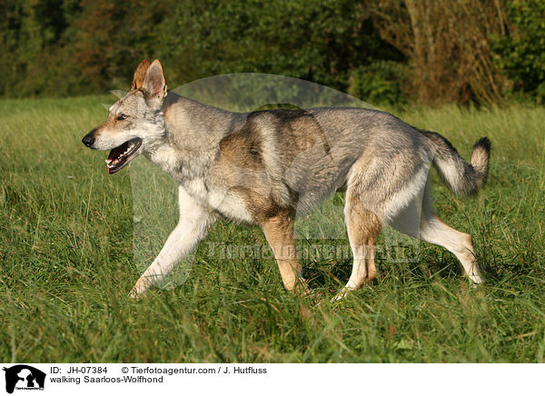 walking Saarloos-Wolfhond / JH-07384