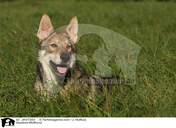 Saarloos-Wolfhund / Saarloos-Wolfhond / JH-07393