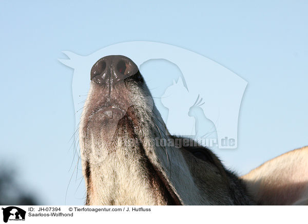 Saarloos-Wolfhund / Saarloos-Wolfhond / JH-07394