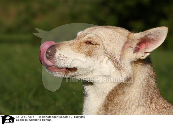 Saarloos-Wolfhund Portrait / Saarloos-Wolfhond portrait / JH-07397