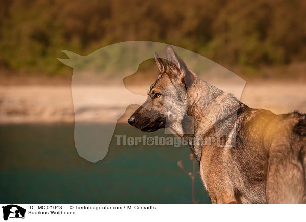 Saarloos Wolfhound / MC-01043