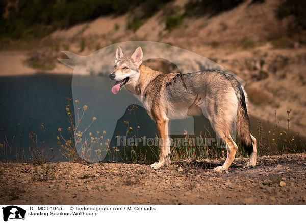 standing Saarloos Wolfhound / MC-01045