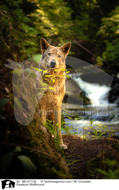 Saarloos Wolfshund / Saarloos Wolfhound / MC-01139