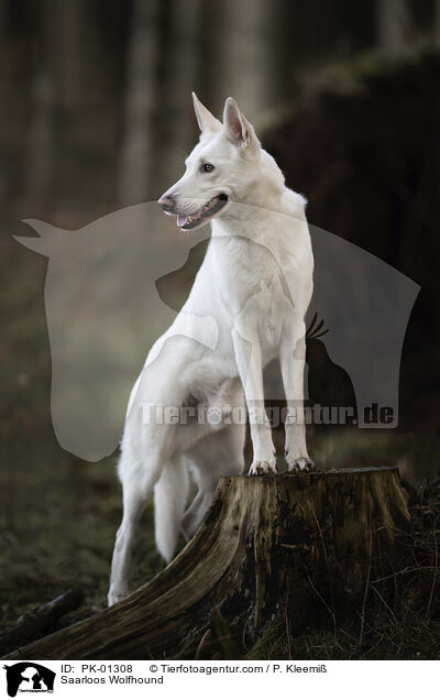 Saarloos Wolfhound / PK-01308