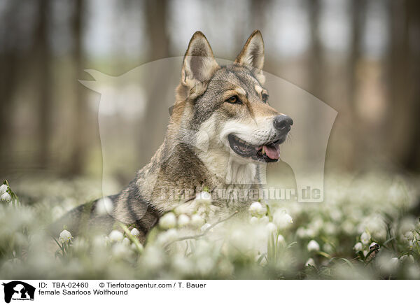 female Saarloos Wolfhound / TBA-02460