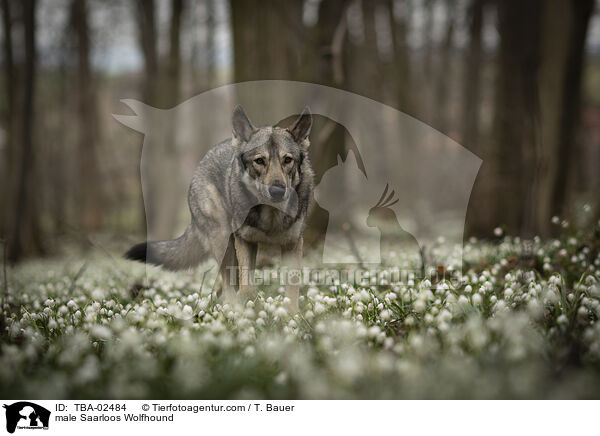 Saarloos-Wolfhund Rde / male Saarloos Wolfhound / TBA-02484
