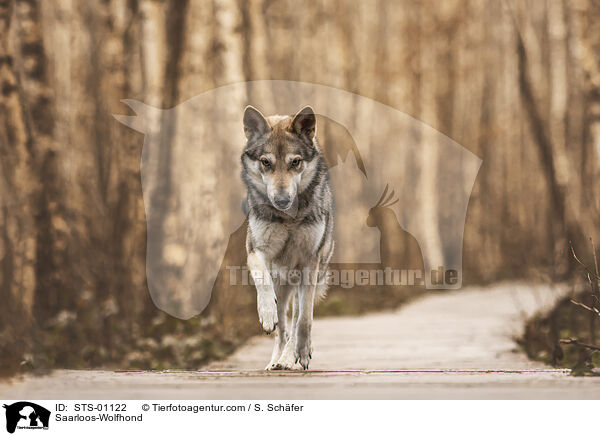Saarloos-Wolfhund / Saarloos-Wolfhond / STS-01122