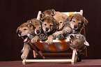 Saarloos wolfdog at deckchair