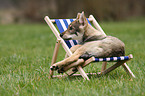 Saarloos Wolfdog Puppy
