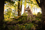 Saarloos Wolfhound
