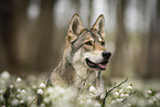 female Saarloos Wolfhound