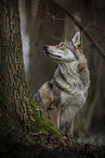 female Saarloos Wolfhound