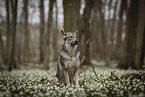male Saarloos Wolfhound