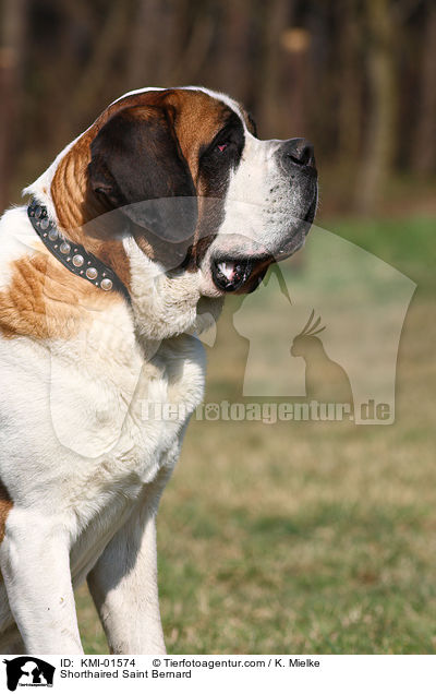 Kurzhaarbernhardiner / Shorthaired Saint Bernard / KMI-01574