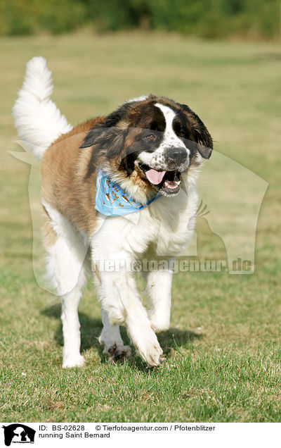running Saint Bernard / BS-02628