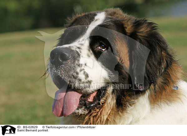 Saint Bernard portrait / BS-02629