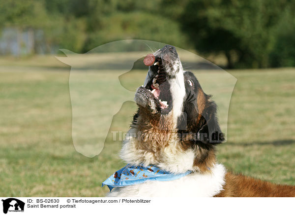 Bernhardiner Portrait / Saint Bernard portrait / BS-02630