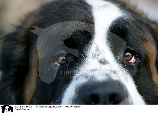 Bernhardiner / Saint Bernard / BS-02642