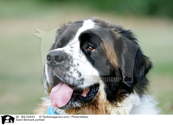 Bernhardiner Portrait / Saint Bernard portrait / BS-02643