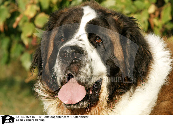 Saint Bernard portrait / BS-02646