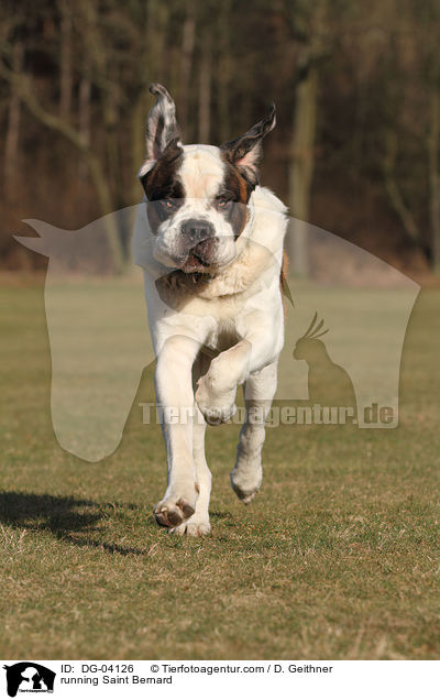 running Saint Bernard / DG-04126