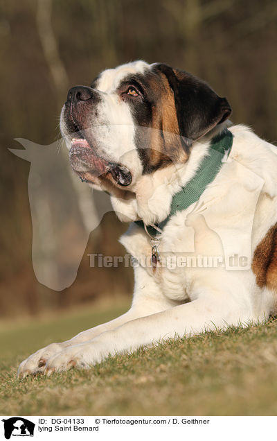 liegender Bernhardiner / lying Saint Bernard / DG-04133