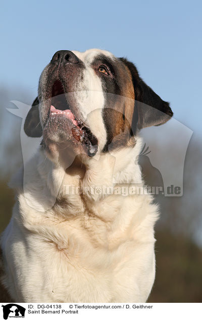 Bernhardiner Portrait / Saint Bernard Portrait / DG-04138