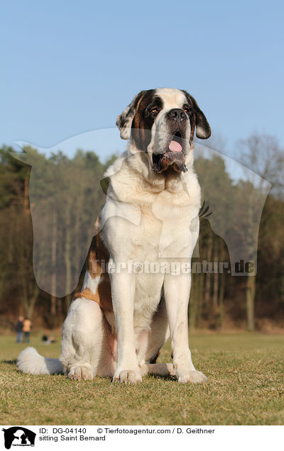 sitzender Bernhardiner / sitting Saint Bernard / DG-04140