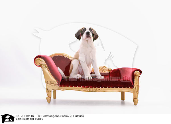 Bernhardiner Welpe / Saint Bernard puppy / JH-19416