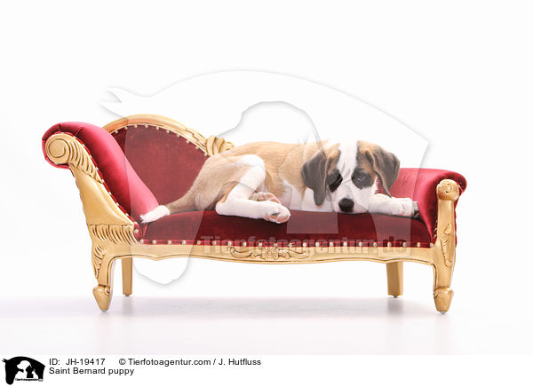Bernhardiner Welpe / Saint Bernard puppy / JH-19417