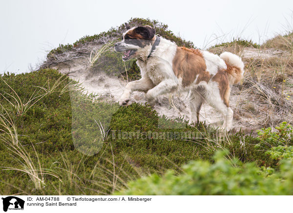 running Saint Bernard / AM-04788