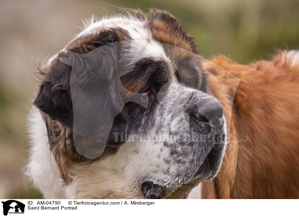Saint Bernard Portrait / AM-04790