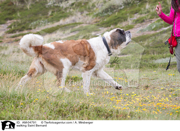 laufender Bernhardiner / walking Saint Bernard / AM-04791