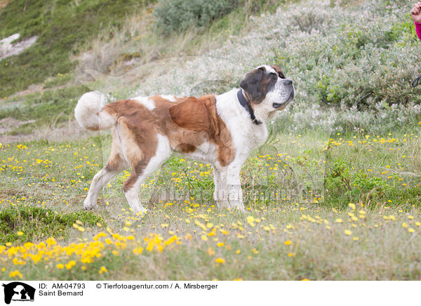 Saint Bernard / AM-04793