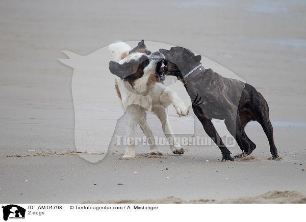 2 dogs / AM-04798