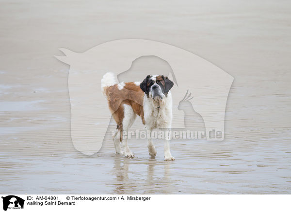 walking Saint Bernard / AM-04801