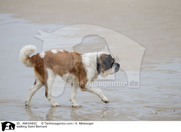 walking Saint Bernard / AM-04802