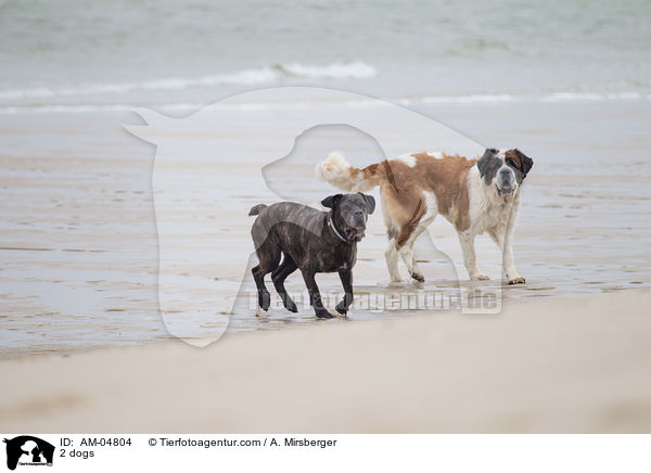 2 dogs / AM-04804