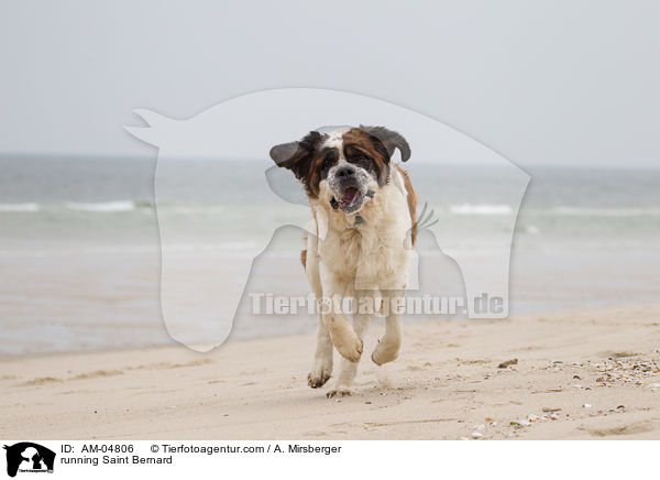 running Saint Bernard / AM-04806