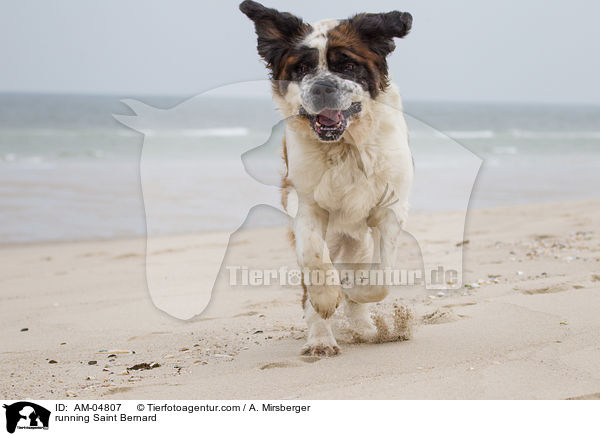 running Saint Bernard / AM-04807
