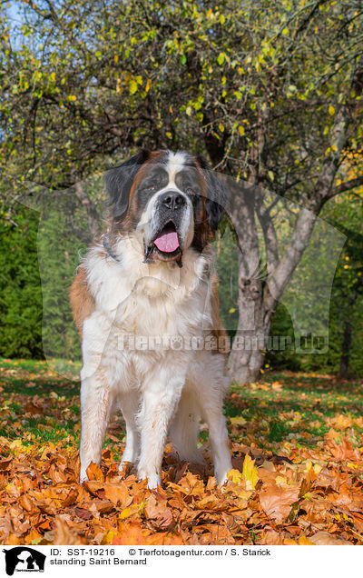 stehender Bernhardiner / standing Saint Bernard / SST-19216