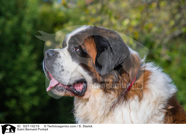 Bernhardiner Portrait / Saint Bernard Portrait / SST-19219