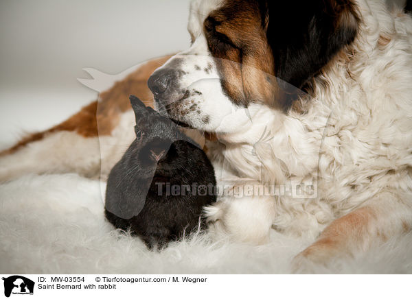 Saint Bernard with rabbit / MW-03554